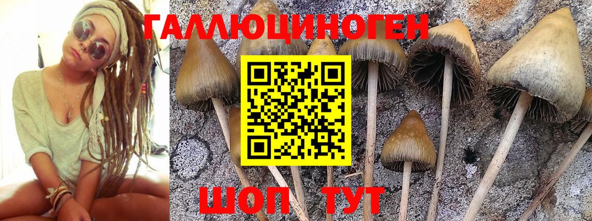 Псилоцибиновые грибы GOLDEN TEACHER  Новокубанск  Галлюциногенные грибы Psilocybine cubensis 